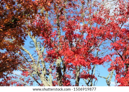 Autumn leaves and colours in Aotearoa / New Zealand.
