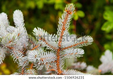 Close-up on a branch of blue spruce with needles before Christmas and New Year in the garden.