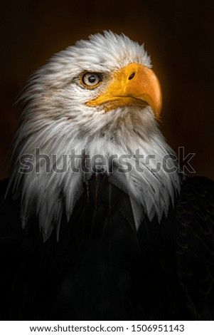 Detail portrait of Bald eagle.