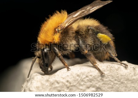 Buff-tailed bumblebee or large earth bumblebee (lat. Bombus terrestris) on a white stone