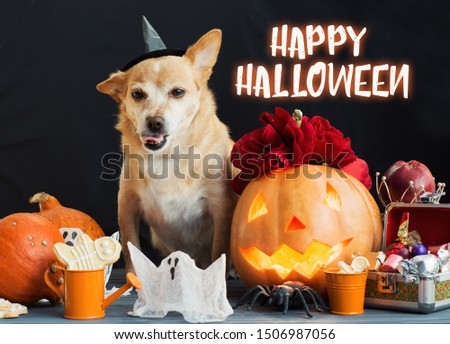 charming little dog in witch costume surrounded by Halloween pumpkin head jack lantern, spiders and treats decorations