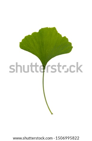 Leaf of  Ginkgo biloba on white background.
