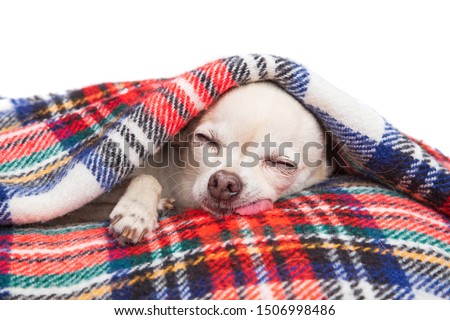 Cute chihuahua sleeping under a plaid blanket isolated on white studio shot