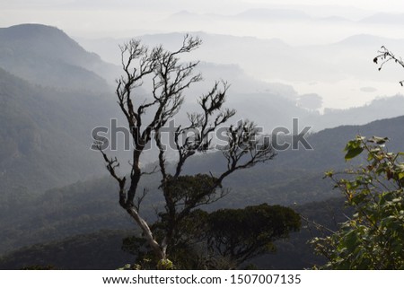 This is sir Lanka rain forest photo. at samanala kanda.(Adams peak)