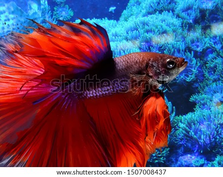 Red colour Siamese fighting fish, Betta splendens, on blue backround. Royalty-Free Stock Photo #1507008437