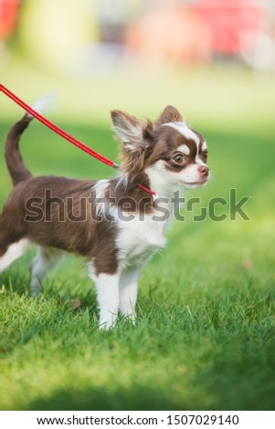 black and chocolate chihuahua puppy on a green grass portrait