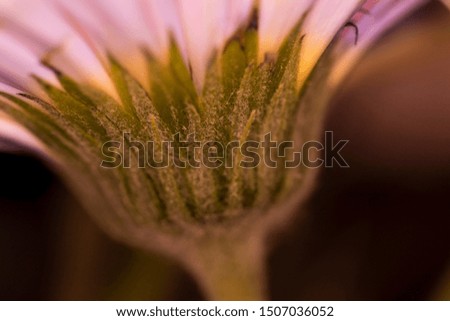 photo with macro lens of flowers