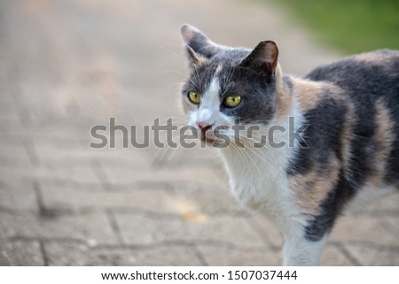 Tricolor stray cat outdoors portrait 