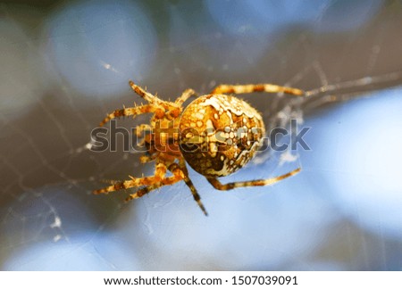 Brown spider with a white cross (lat. Araneus). Waiting for the victim.
