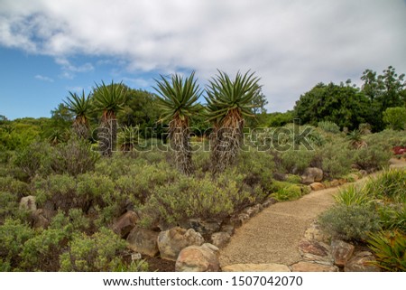 stone road in Kirstenbosch Botanical garden Cape town South Africa