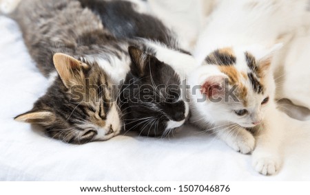 Three Little kittens sleeping together on white background