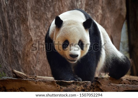 Giant panda in safari park