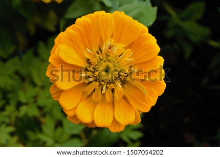 Osteospermum, african daisy,yellow flowerin full bloom ,macro