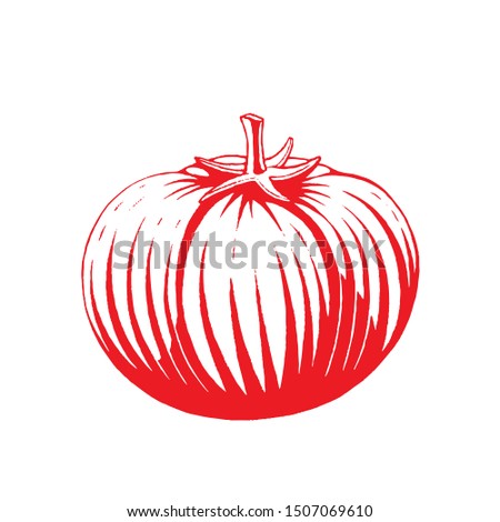 Illustration of Red Ink Sketch of Tomato isolated on a White Background