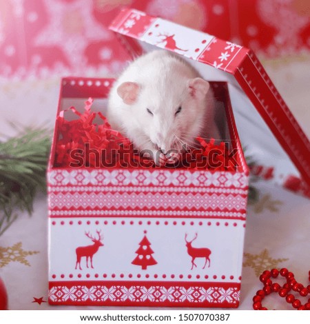 Happy New Year! The symbol of the New Year 2020 is a white or metal (silver) rat. A cute rat with a Christmas decoration crawls out of a gift box. Surprise.
