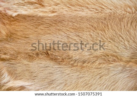 Camel skin texture, beige color, close-up. Brown camel wool background. Texture of their hair African animal. Royalty-Free Stock Photo #1507075391
