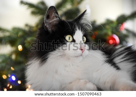 cute baby cat black and white