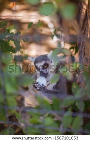 Lemur holds egg close up. Wild animals. 