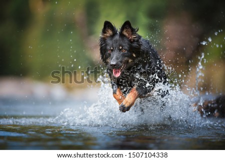 Shepherd dog have fun and jumping in the water. Black dog in the water.