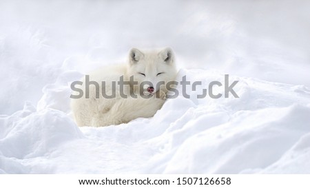 Arctic fox in the snow in winter.