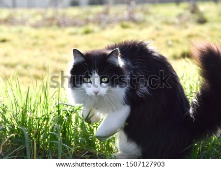 cute cat black and white