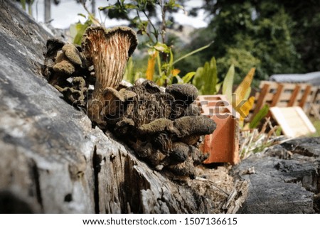 Group of wood ear mushrooms growing on dead trees in a garden. Mushrooms of wood, dry organisms on trunk strain.