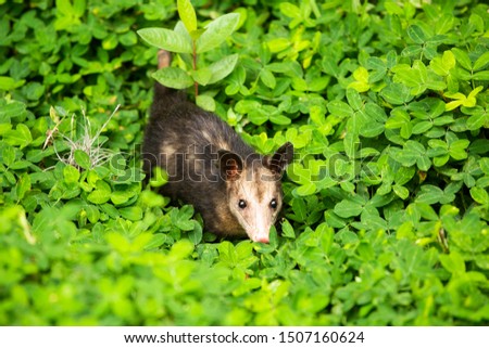 Didelphis marsupialis - marsupial mammal possum