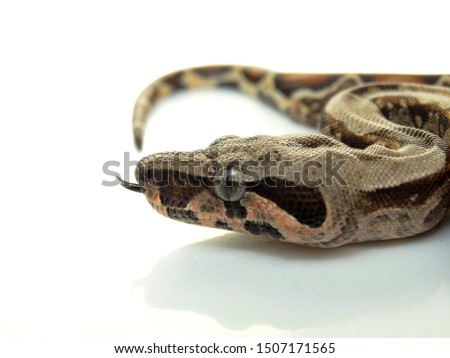 Stunning close up picture of snake 
