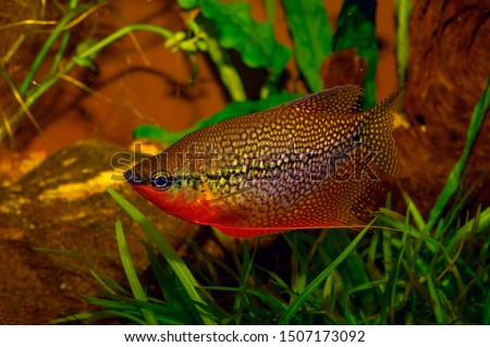 Aquarium fish. Trichogaster leeri (Trichopodus leerii. Trichopus leeri) which is most known as the pearl gourami belongs to the Osphronemidae family and Anabantoidei suborder. From South East Asia.

