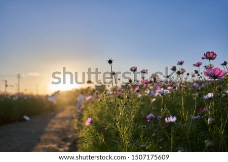 A blurred view of two women taking picture at a cosmos field during sunset in Jechun, South Korea.