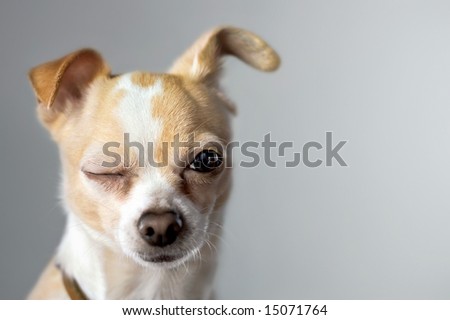 Winking Chihuahua Appears To Say Hello