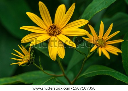 Colorful early fall picture featuring swamp yellow daisies, bright yellow petals and green stems