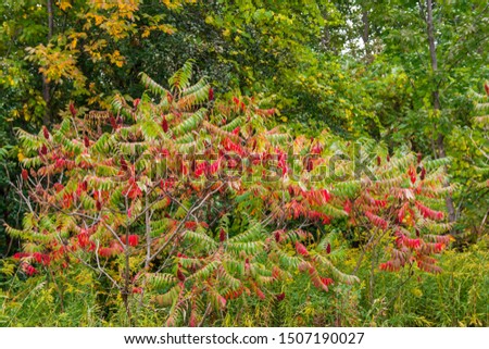 Early Fall picture featuring Staghorn bush with vivid reds and greens