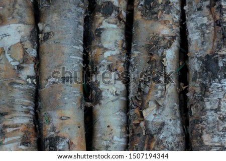 Wood texture. Background for design.