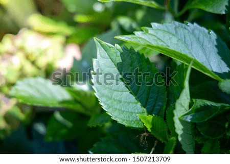 Close Up green leaf under sunlight in the garden. Natural background with copy space.
