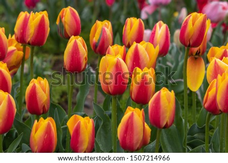Tulip flowers shot in Japan, spring season image