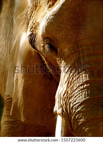 The Beauty in the elephant 
