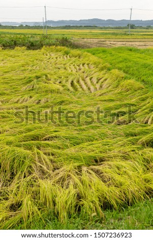 Rice fields damaged by storm and rain