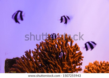 Coral Reef and Tropical Fish in aquarium in Okinawa