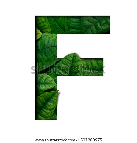 Leafs font F made of Real alive leafs with Precious paper cut shape of font. Leafs font.