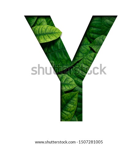 Leafs font Y made of Real alive leafs with Precious paper cut shape of font. Leafs font.