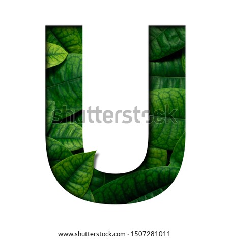 Leafs font U made of Real alive leafs with Precious paper cut shape of font. Leafs font.
