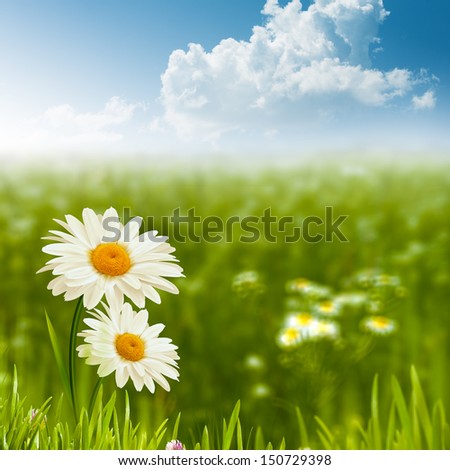 Beauty daisy flowers on the meadow, environmental backgrounds