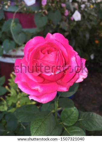 Pink red rose blooming with smelling good