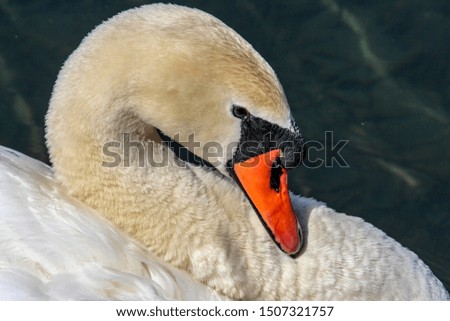 Close up of a swan's head resting on its neck