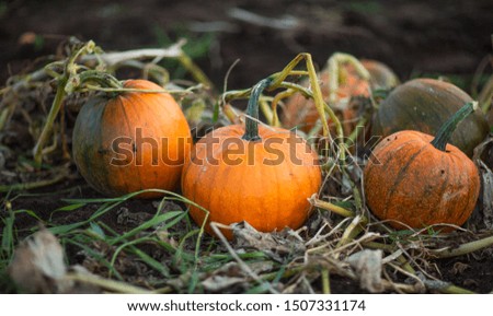 a lot of pumpkins on the ground in the fall
