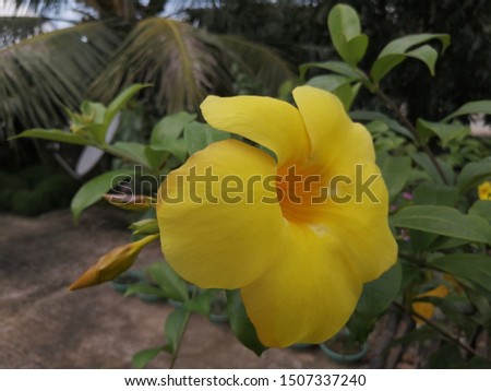 Yellow alamanda flower closeup pics
