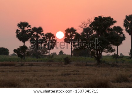 The sunset has a black silhouette. Palm trees, orange sky, rice fields awaiting re-planting.
