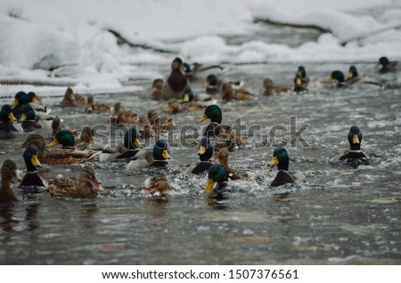 A lot of ducks on whinter river among snow forest