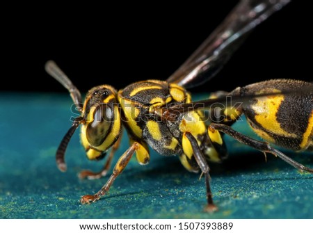 Macro Photography of Wasp on Blue Floor